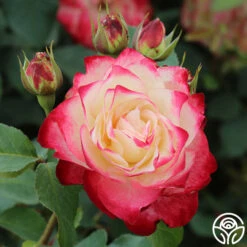 Cherry Parfait™ -Heirloom Roses cherry parfait 2 8