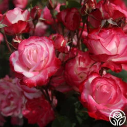 Cherry Parfait™ -Heirloom Roses cherry parfait 3 8