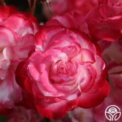 Cherry Parfait™ -Heirloom Roses cherry parfait 4 1 1