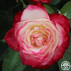 Cherry Parfait™ -Heirloom Roses cherry parfait 5 8