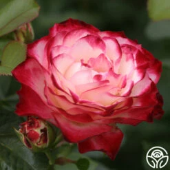 Cherry Parfait™ -Heirloom Roses cherry parfait 8