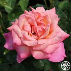 Chicago Peace® 16 Chicago Peace® -Heirloom Roses chicago peace 2 8