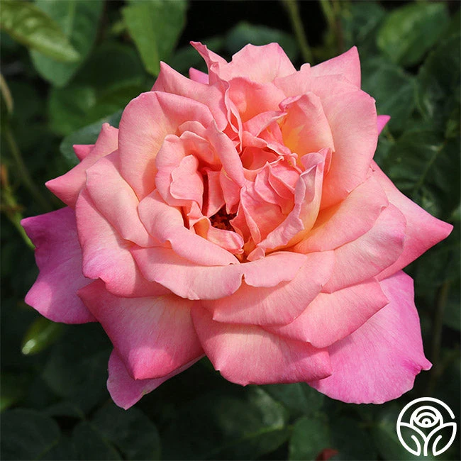 Chicago Peace® 6 Chicago Peace® - Image 4