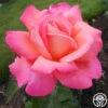 Chicago Peace® 2 Chicago Peace® -Heirloom Roses chicago peace 3 8