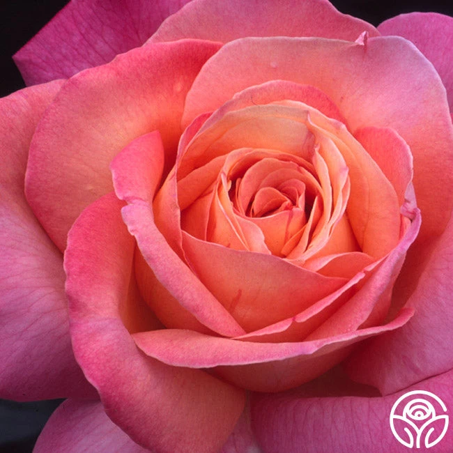 Chicago Peace® 13 Chicago Peace® - Image 11