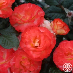 Chihuly™ -Heirloom Roses chihuly 1 4