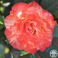 Chihuly™ -Heirloom Roses chihuly 4 1