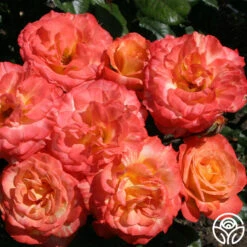 Chihuly™ -Heirloom Roses chihuly 7