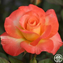 Chihuly™ -Heirloom Roses chihuly 8