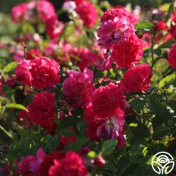 Children's Hope™ -Heirloom Roses childrens hope 2