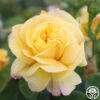 Chinatown® -Heirloom Roses chinatown 2