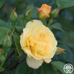 Chinatown® -Heirloom Roses chinatown 6