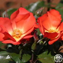 Christine™ -Heirloom Roses christine logo 02