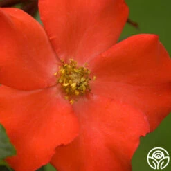 Christine™ -Heirloom Roses christine logo 04