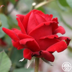 Chrysler Imperial -Heirloom Roses chrysler imperial 3 8