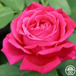 Chrysler Imperial -Heirloom Roses chrysler imperial 4 8