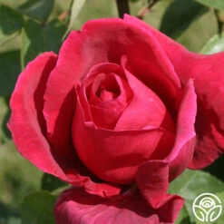 Chrysler Imperial -Heirloom Roses chrysler imperial 6