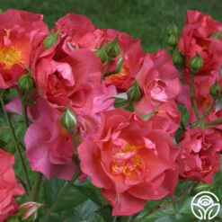 Cinco De Mayo -Heirloom Roses cinco de mayo 1 1 1