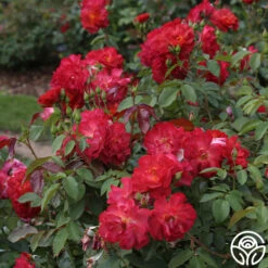 Cinco De Mayo -Heirloom Roses cinco de mayo 3 8