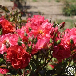 Cinco De Mayo -Heirloom Roses cinco de mayo 71