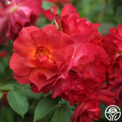 Cinco De Mayo -Heirloom Roses cinco de mayo 9 1