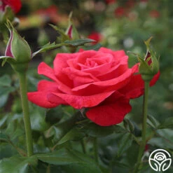 Cinnamon Dolce™ -Heirloom Roses cinnamon dolce 1 4