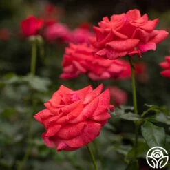 Cinnamon Dolce™ -Heirloom Roses cinnamon dolce 51