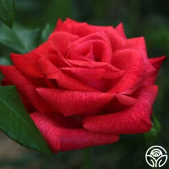 Cinnamon Dolce™ -Heirloom Roses cinnamon dolce 6 5
