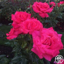 Cinnamon Dolce™ -Heirloom Roses cinnamon dolce 7 5