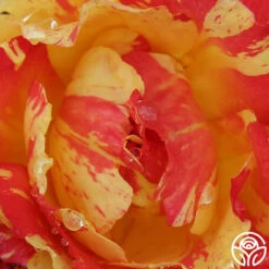 Citrus Splash™ 7 Citrus Splash™ -Heirloom Roses citrus splash 1