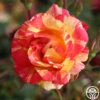 Citrus Splash™ 2 Citrus Splash™ -Heirloom Roses citrus splash 2 1