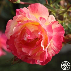 Citrus Splash™ 8 Citrus Splash™ -Heirloom Roses citrus splash 3 1