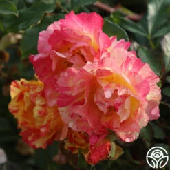 Citrus Splash™ 9 Citrus Splash™ -Heirloom Roses citrus splash 4 1