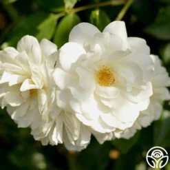 CL Iceberg -Heirloom Roses cl iceberg 14