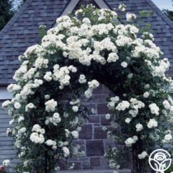 CL Iceberg -Heirloom Roses cl iceberg 1 1