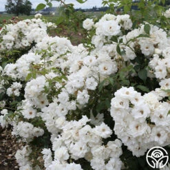 CL Iceberg -Heirloom Roses cl iceberg 2 1