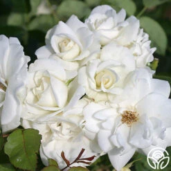 CL Iceberg -Heirloom Roses cl iceberg 3 1