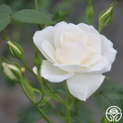 CL Iceberg -Heirloom Roses cl iceberg 4 1