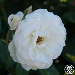 CL Iceberg -Heirloom Roses cl iceberg 5 1