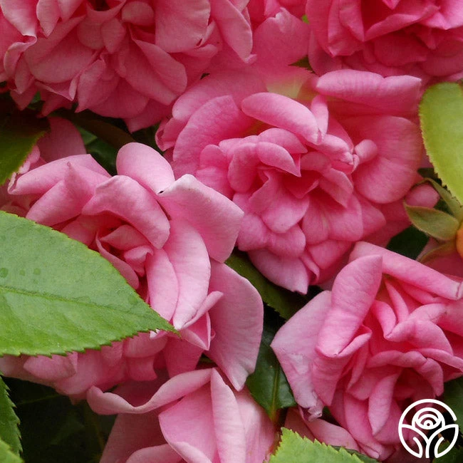 CL Pinkie 4 CL Pinkie - Image 2