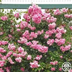 CL Pinkie 8 CL Pinkie -Heirloom Roses cl pinkie logo 03