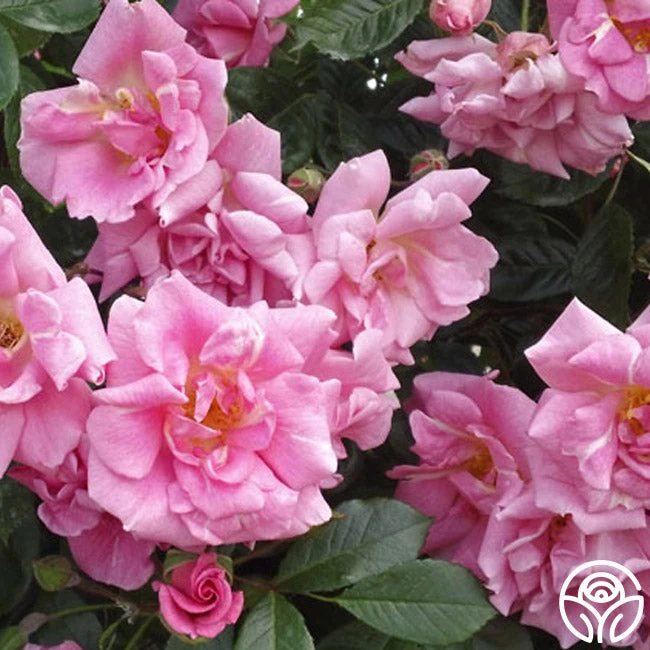 CL Pinkie 6 CL Pinkie - Image 4