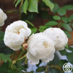 Claire Austin 9 Claire Austin -Heirloom Roses clair austin logo 01