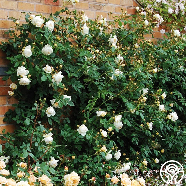 Claire Austin 4 Claire Austin - Image 2