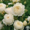 Claire Austin -Heirloom Roses clair austin logo 03