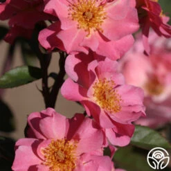 Clair Matin® -Heirloom Roses clair matin logo 04