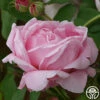CL Mme Caroline Testout 1 CL Mme Caroline Testout -Heirloom Roses clmmecaronlinetestout logo