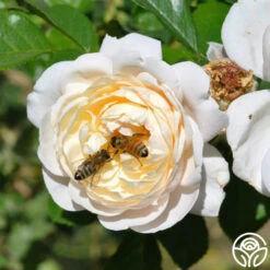 Cloud 10™ -Heirloom Roses cloud 10 logo 01