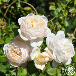 Cloud 10™ -Heirloom Roses cloud 10 logo 02