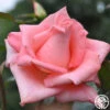 Cloud Nine -Heirloom Roses cloud nine 1 1 1